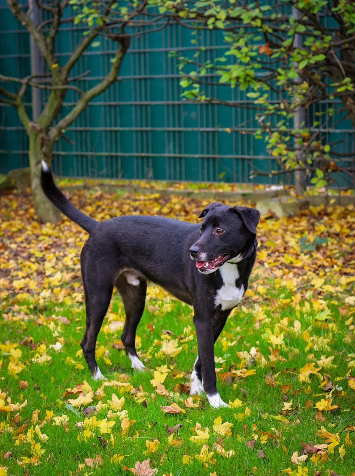 Blu, male Mixed Breed for adoption at Tierheim Geldern, Geldern