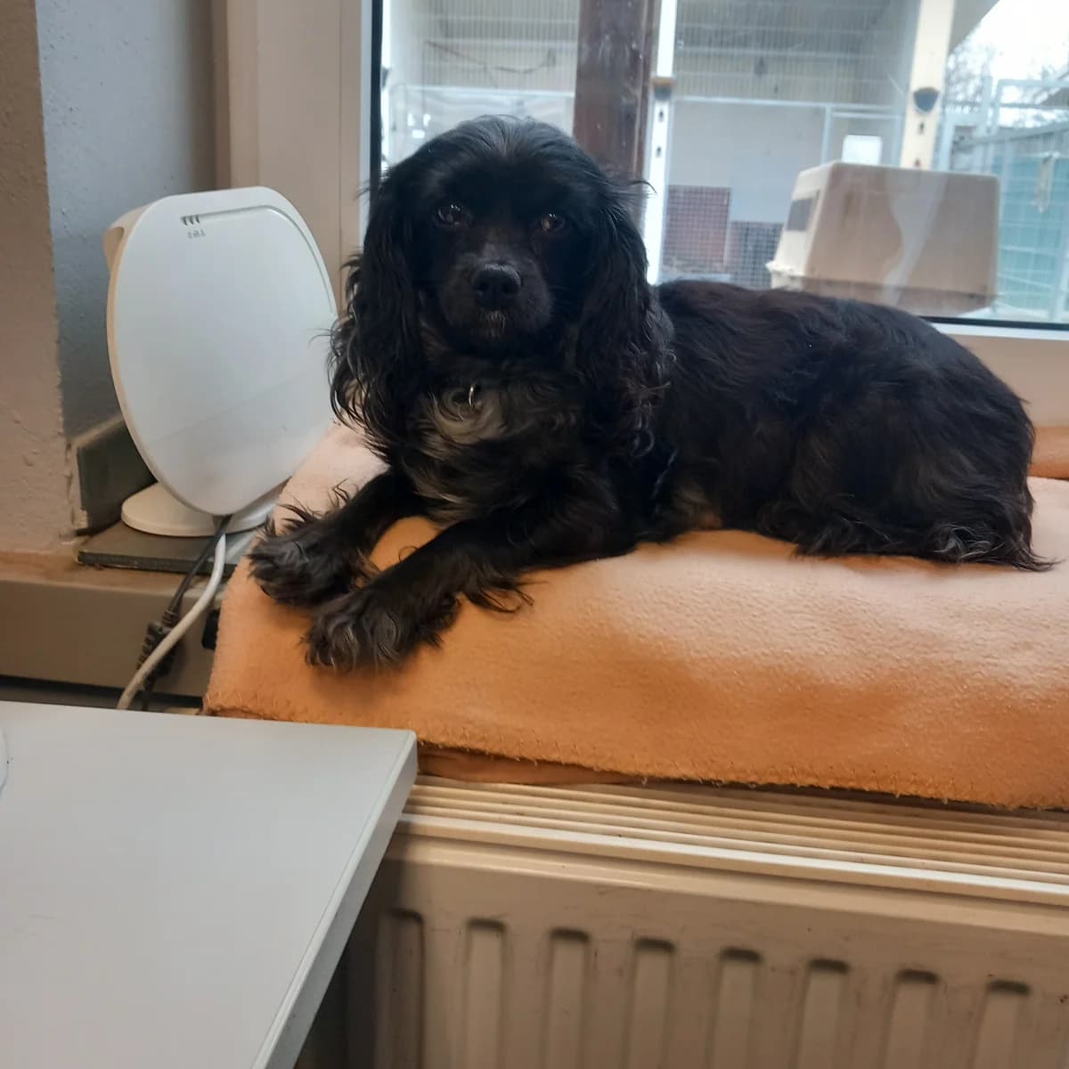 Püppi, female Cocker Spaniel for adoption at Tierheim Geldern, Geldern