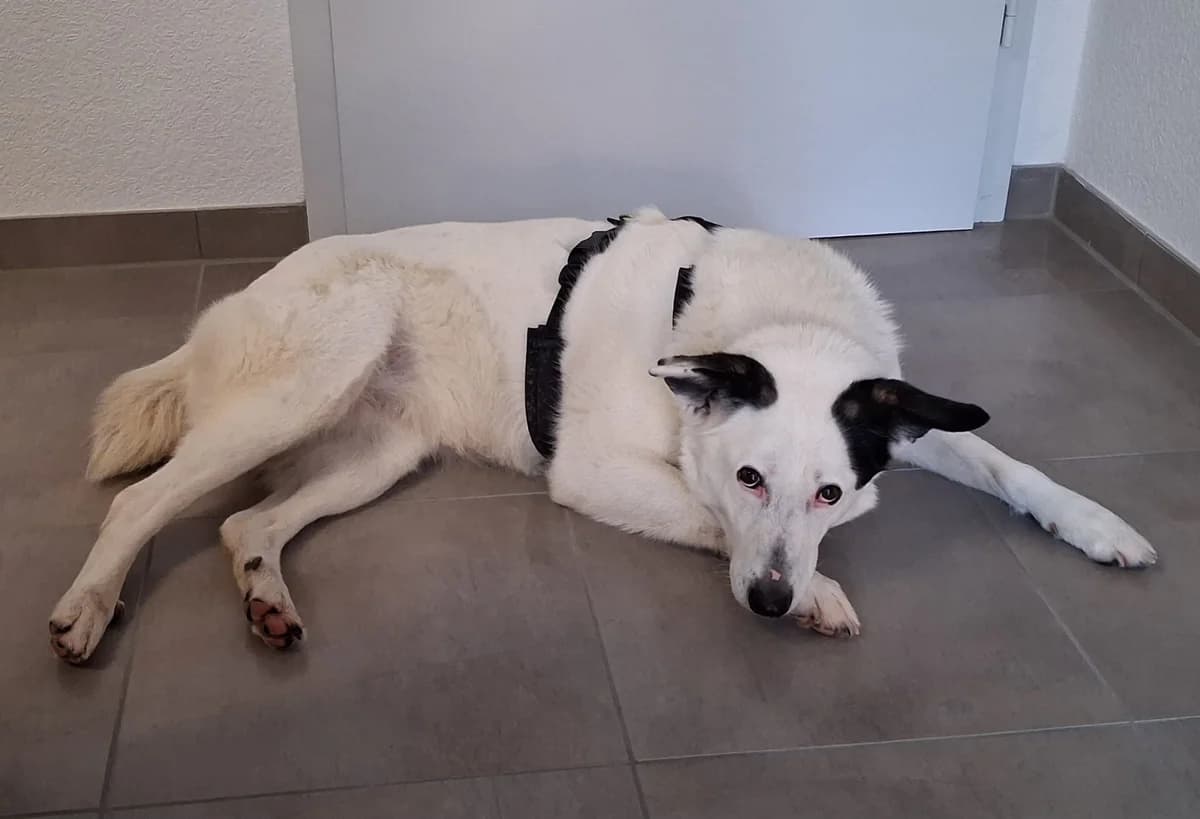 Shiva, female Mixed Breed for adoption at Tierheim Geldern, Geldern