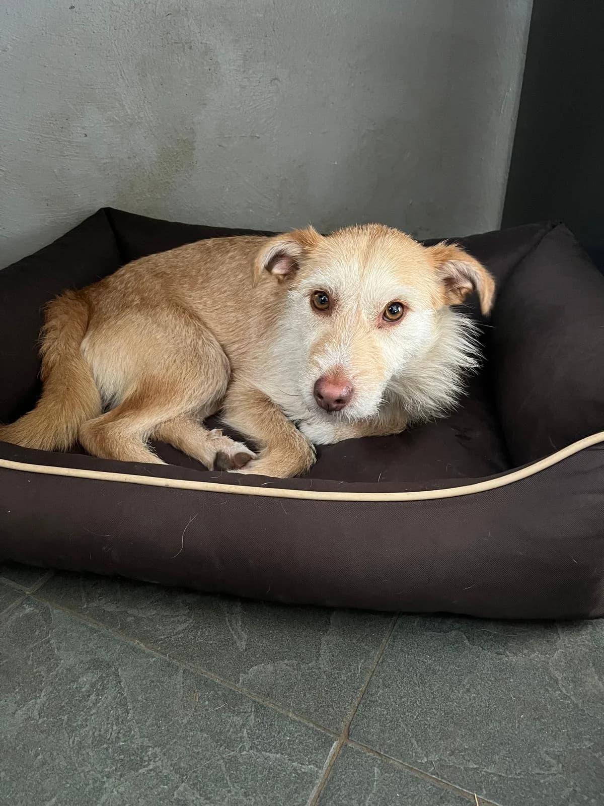 Ida, female Mixed Breed for adoption at Tierheim Geldern, Geldern