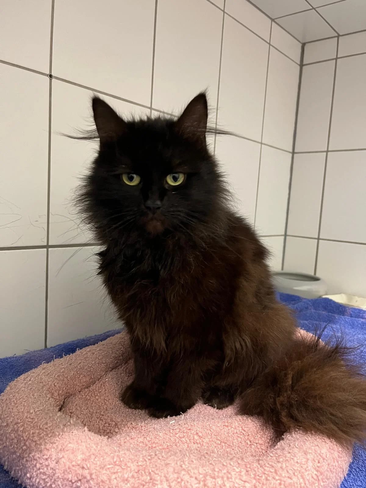 Carl, male mixed breed for adoption at Tierheim Geldern, Geldern
