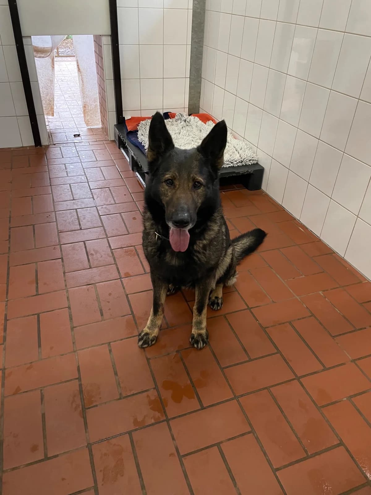 Hexe, female German Shepherd for adoption at Tierheim Geldern, Geldern