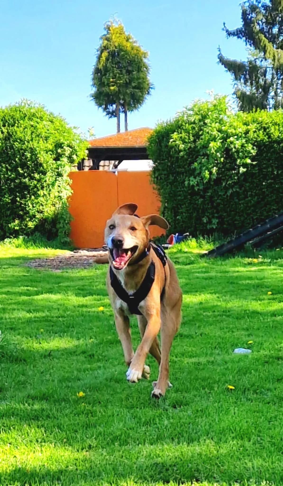 Ted, male Mixed Breed for adoption at Tierheim Geldern, Geldern
