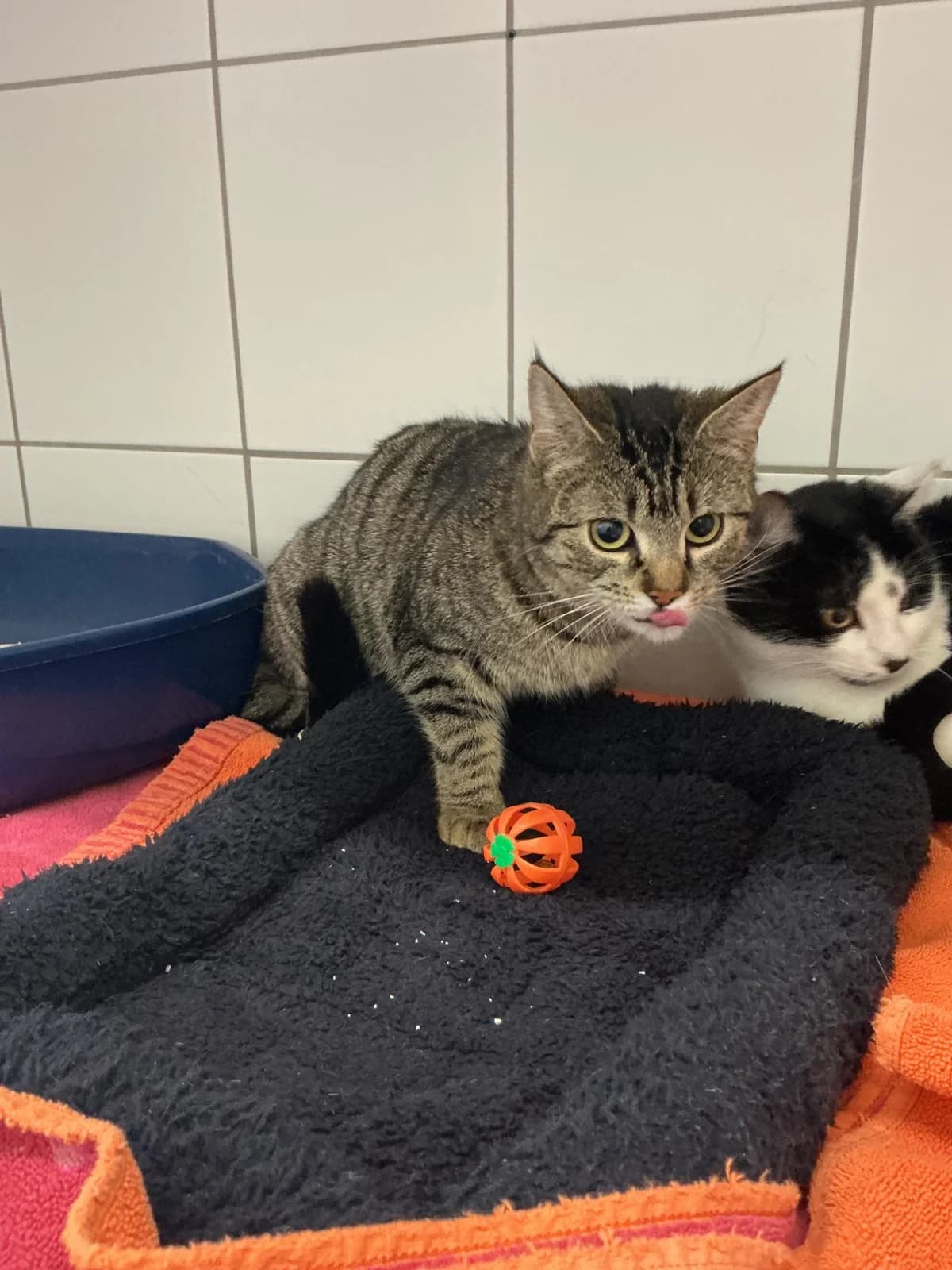 Thora, female European Shorthair for adoption at Tierheim Geldern, Geldern