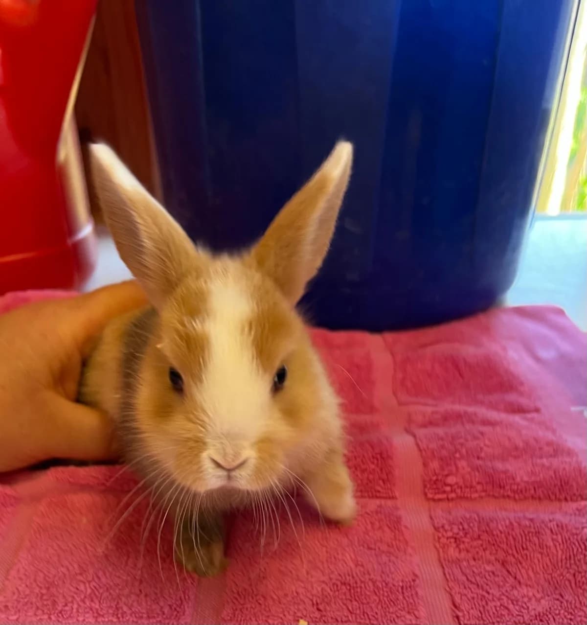 Snorre (hat feste Interessenten), male mixed breed for adoption at Tierheim Geldern, Geldern