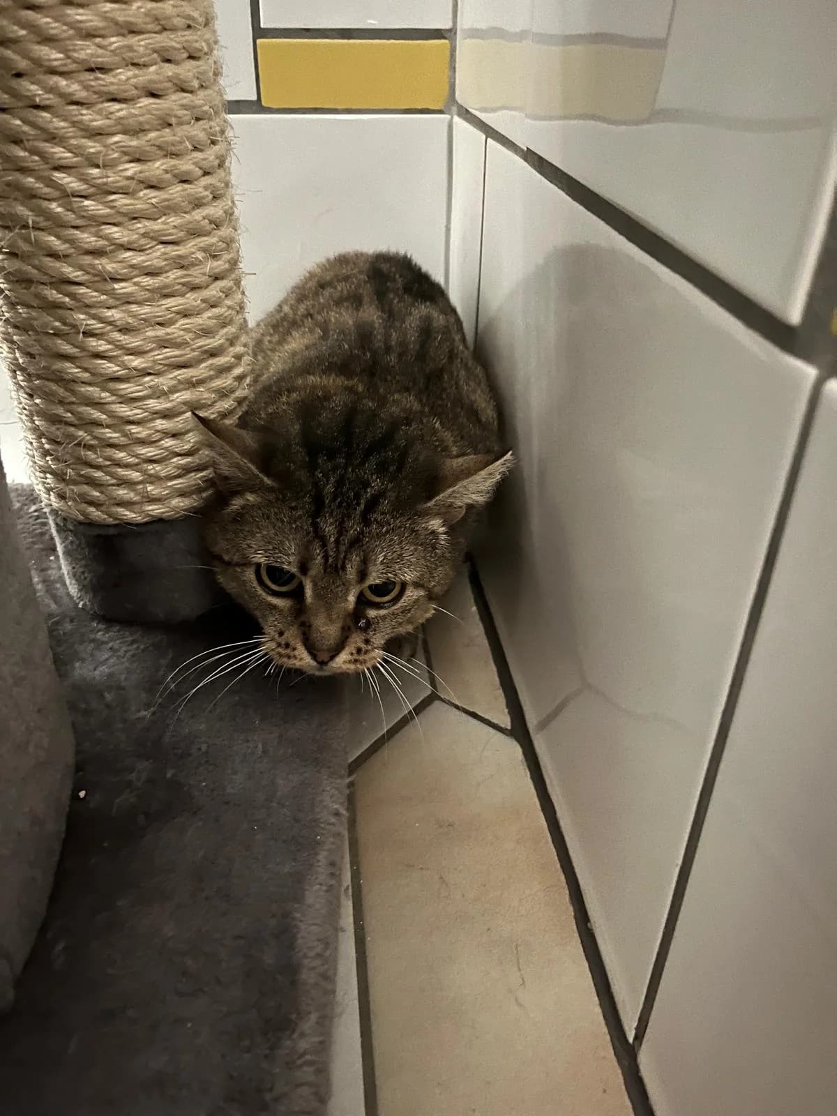 Stressmeralda, female European Shorthair for adoption at Tierheim Geldern, Geldern