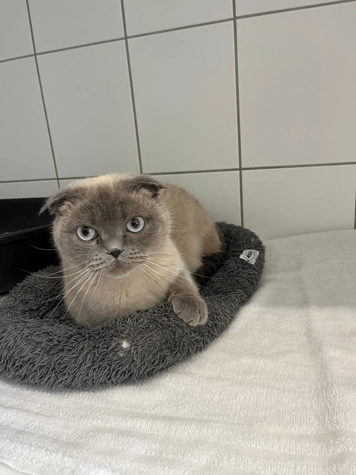Piwi, female Scottish Fold for adoption at Tierheim Geldern, Geldern