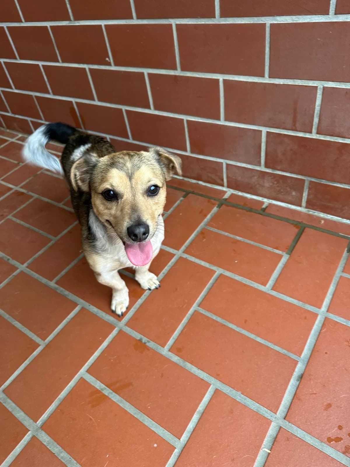 Egon (PW), male mixed breed for adoption at Tierheim Geldern, Geldern