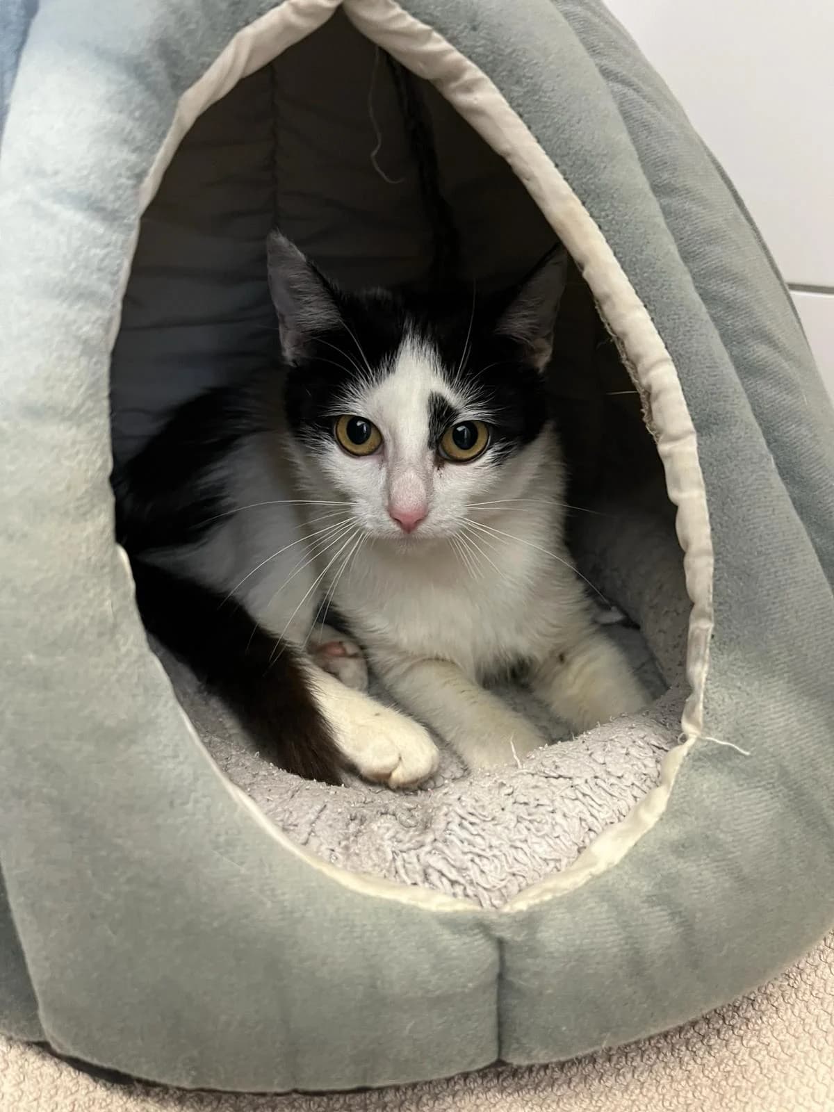 Cello, female European Shorthair for adoption at Tierheim Geldern, Geldern