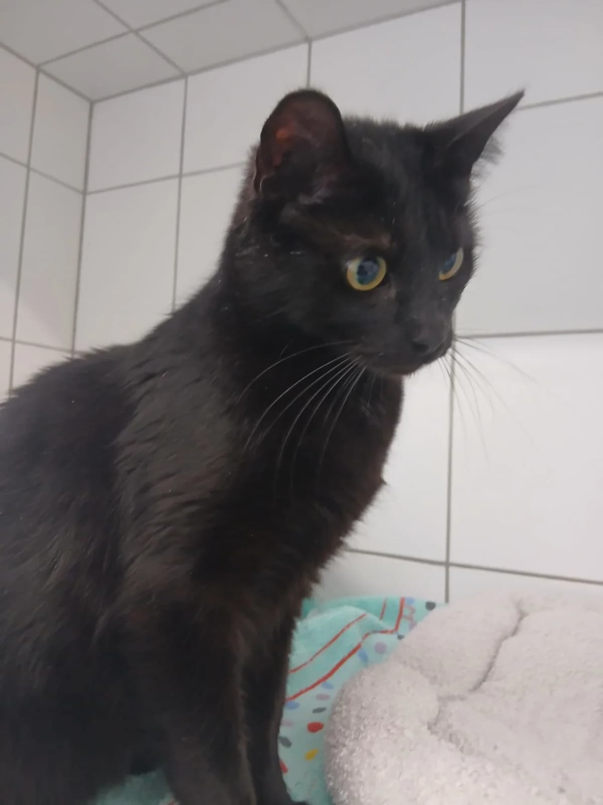 Aphrodite, female European Shorthair for adoption at Tierheim Geldern, Geldern
