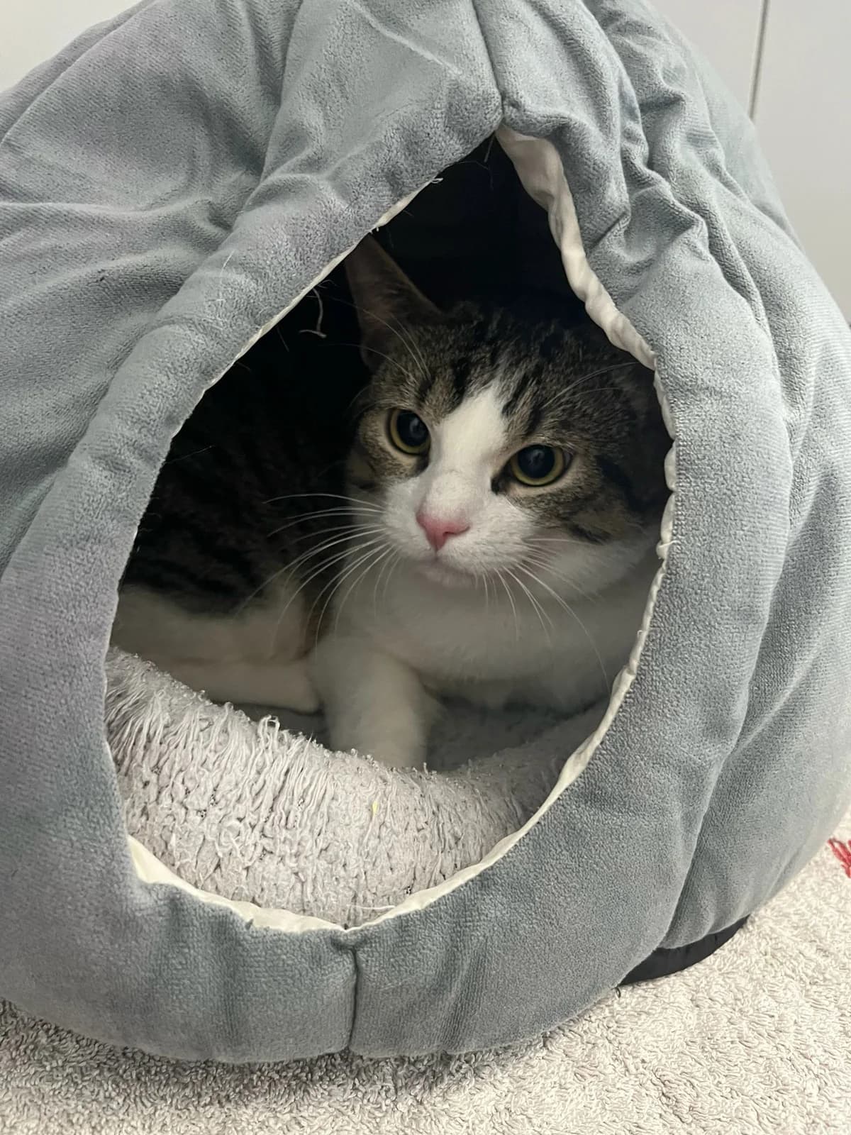 Gulliver (hat feste Interessenten), male European Shorthair for adoption at Tierheim Geldern, Geldern