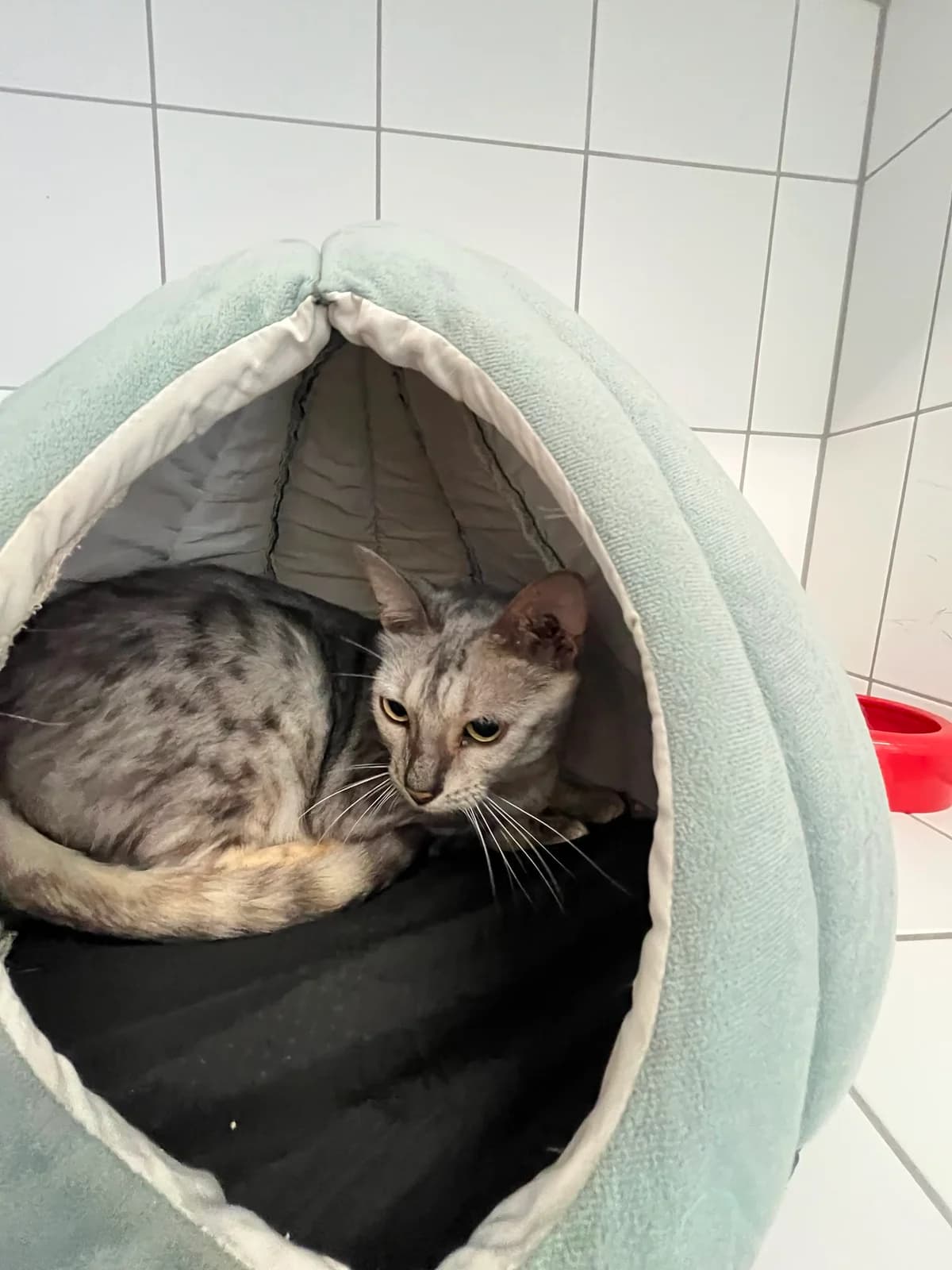 Sunny, female Bengal for adoption at Tierheim Geldern, Geldern
