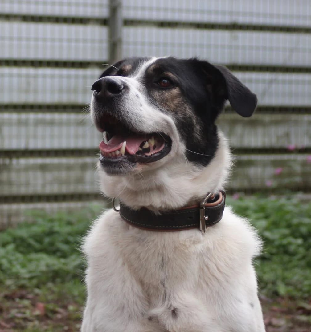 Paco, male 6yo Mixed Breed for adoption at Ria-Nickel-Tierheim Homburg