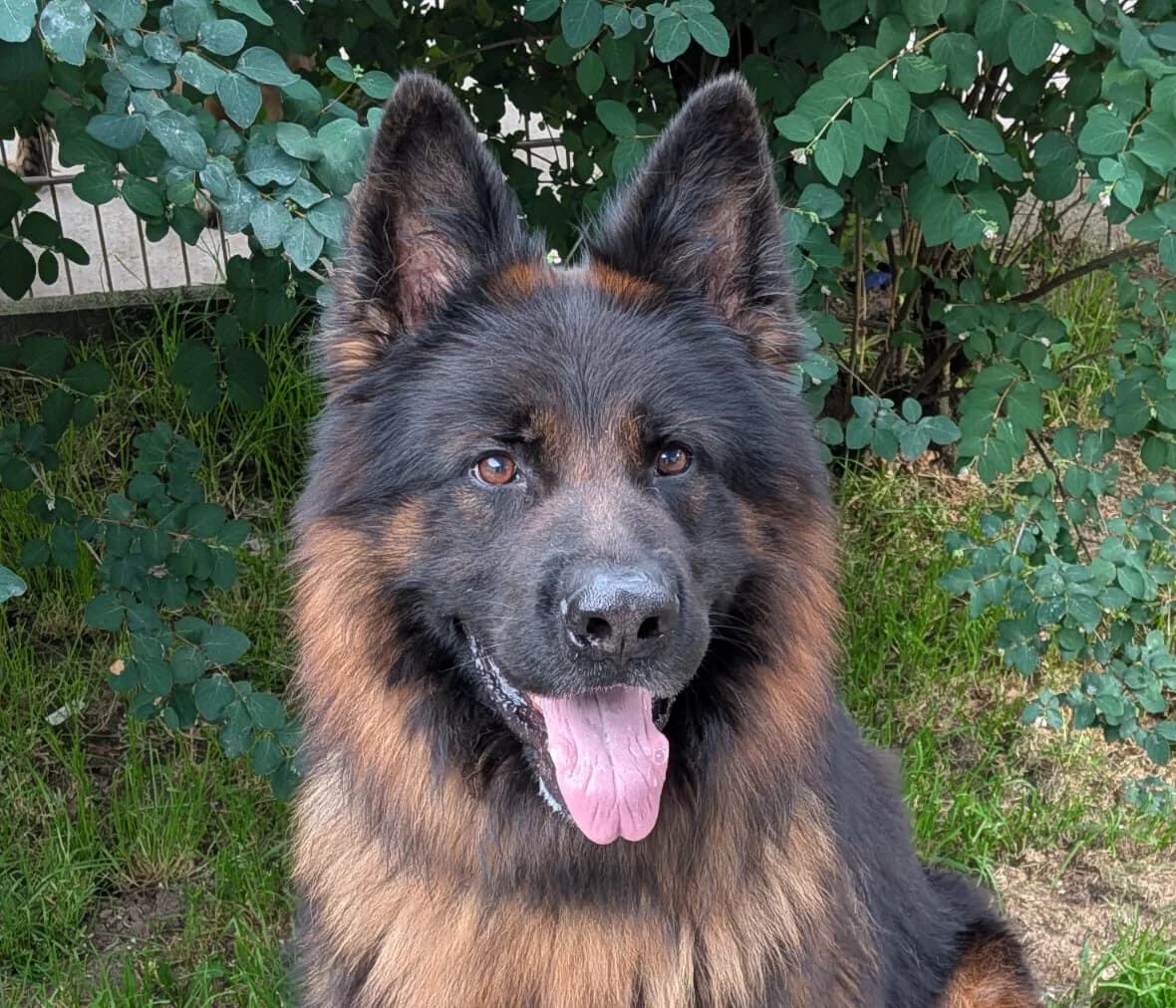 Rex, male 4yo Mixed Breed Cat for adoption at Ria-Nickel-Tierheim Homburg