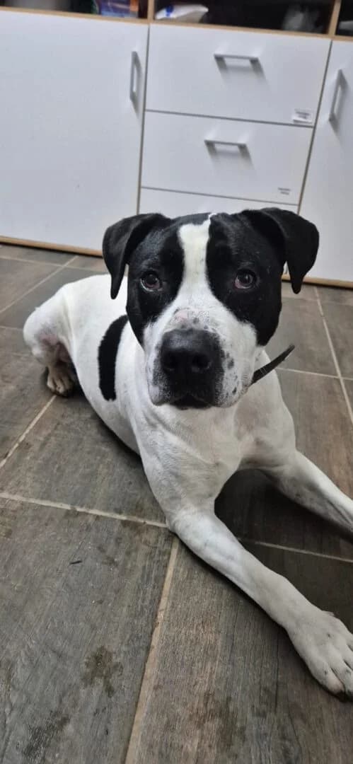 Elvis, male 7yo mixed breed for adoption at Ria-Nickel-Tierheim Homburg