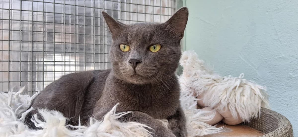 Lissabon, male young mixed breed for adoption at Ria-Nickel-Tierheim Homburg