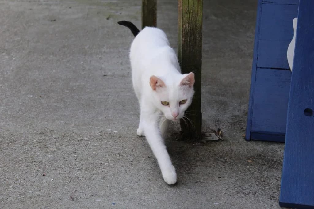 Stinson, male Mixed Breed for adoption at Heim für Tiere Oellschütz