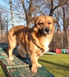 Ares, male 7yo Mixed Breed for adoption at Tierheim Schmölln