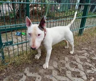 Bödi, male senior Bull Terrier for adoption at Tierheimverein Erfurt