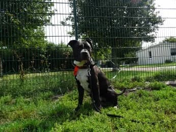 Tyson, male 6yo American Staffordshire Terrier for adoption at Tierheimverein Erfurt