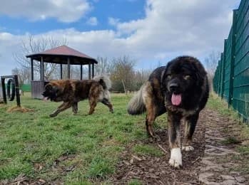 Kasimir und Dimitri, male 3yo mixed breed for adoption at Tierheimverein Erfurt