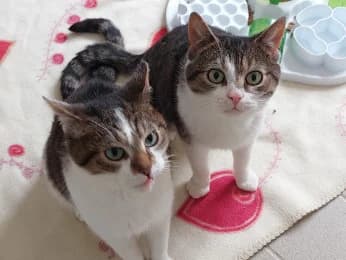 Bud & Spencer, male 5yo European Shorthair for adoption at Tierheimverein Erfurt