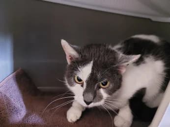 Bishu, female young European Shorthair for adoption at Tierheimverein Erfurt