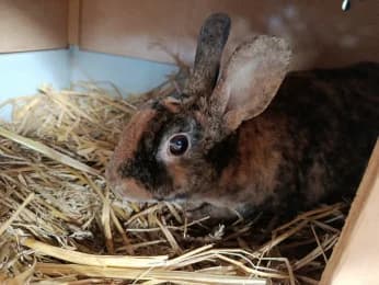 Tom, male 4yo mixed breed for adoption at Tierheimverein Erfurt