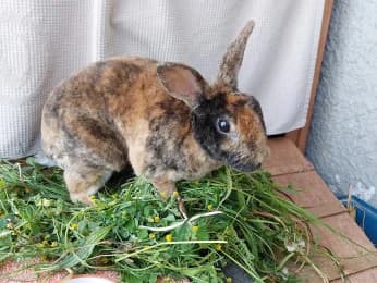Tom, male 4yo mixed breed for adoption at Tierheimverein Erfurt