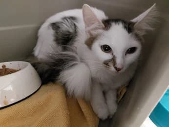 Ophelia, female young European Shorthair for adoption at Tierheimverein Erfurt