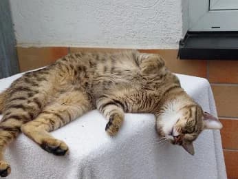 Neo, male young European Shorthair for adoption at Tierheimverein Erfurt