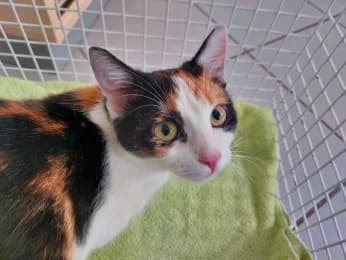 Finchen, female young European Shorthair for adoption at Tierheimverein Erfurt