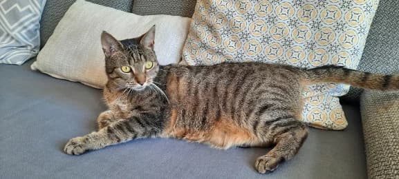 Kisa, female 4yo European Shorthair for adoption at Tierheimverein Erfurt