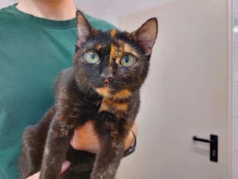 Josie, female puppy European Shorthair for adoption at Tierheimverein Erfurt