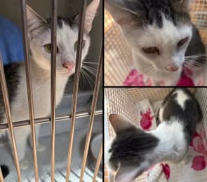Monty, male puppy European Shorthair for adoption at Tierheimverein Erfurt