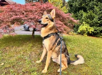 Chopper, male 4yo Mixed Breed for adoption at Tierheimverein Erfurt