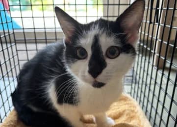 Neo, male European Shorthair for adoption at Tierheimverein Erfurt