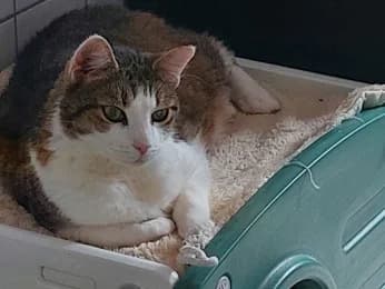 Jack, male senior European Shorthair for adoption at Tierheimverein Erfurt