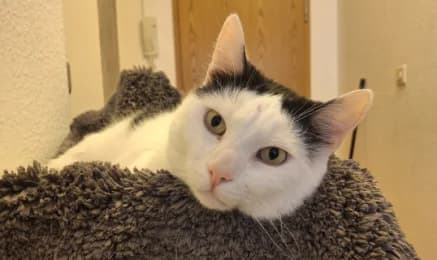 July, male senior European Shorthair for adoption at Tierheimverein Erfurt