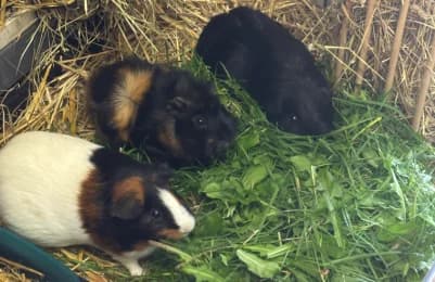 Meerschweinchen, mixed breed for adoption at Tierheimverein Erfurt