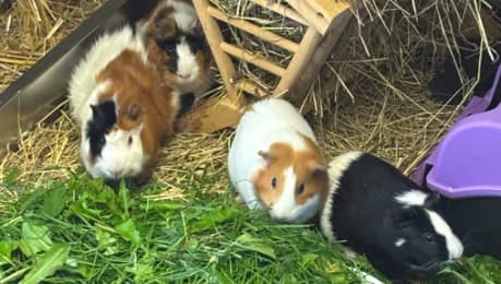 Meerschweinchen, mixed breed for adoption at Tierheimverein Erfurt
