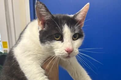 Morris, male European Shorthair for adoption at Tierheimverein Erfurt