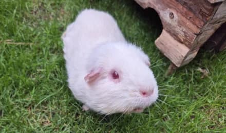 Flöckchen, male 6yo mixed breed for adoption at Tierheimverein Erfurt