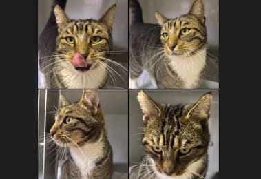 Mikesch, male 6yo European Shorthair for adoption at Tierheimverein Erfurt