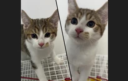Kirby, male European Shorthair for adoption at Tierheimverein Erfurt