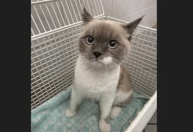 Walter, male British Shorthair for adoption at Tierheimverein Erfurt