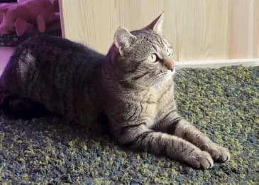 Merlin, male young European Shorthair for adoption at Tierheimverein Erfurt
