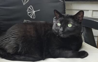Alwin, male European Shorthair for adoption at Tierheimverein Erfurt