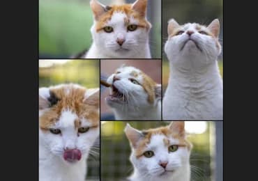 Gudrun, female senior European Shorthair for adoption at Tierheimverein Erfurt