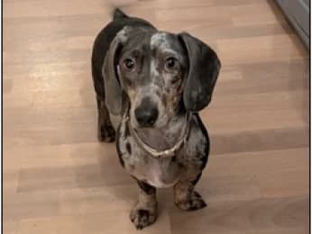 Kalle, male young Dachshund for adoption at Tierheimverein Erfurt